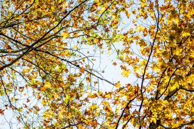 Dallardaki sonbahar yaprakları, dönüşümü, nostaljiyi ve hayatın geçici doğasını temsil eder..
