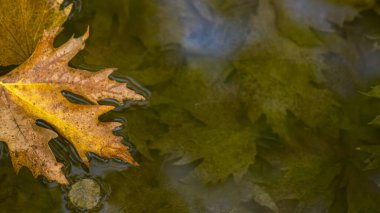 Suda yüzen sonbahar yaprağı değişimi, yansımayı ve hayatın geçici doğasını sembolize eder..