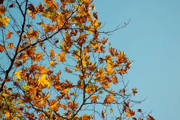 Sonbahar yaprakları açık mavi gökyüzüne karşı, değişimi, yenilenmeyi ve zamanın geçişini simgeliyor..