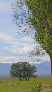 Almerya dağlarındaki ağaçta bahar çiçekleri