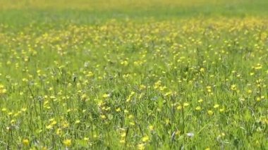 Tarladaki güzel çiçekler