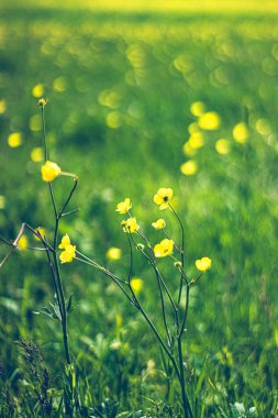 Parlak sarı çiçekler bahar manzarası. Duvar kağıdı, arkaplan ve metin için alanı olan doğa temalı tasarımlar için idealdir.