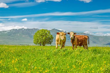 Türkiye 'nin Erzurum Ovası' ndaki canlı bir bahar tarlasında otlayan iki inek ve arka planda dağlar. Tarım ve Kurban Bayramı temaları için mükemmel.