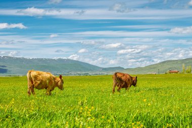 Türkiye 'nin Erzurum Ovası' nın canlı yeşil pınar tarlalarında huzur içinde otlayan iki inek ve mavi gökyüzünün altındaki uzak dağlar. Çiftçilik temaları için mükemmel bir arkaplan.