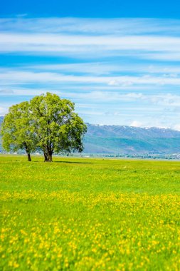 Erzurum Ovası, Türkiye 'den dikey bir bahar sahnesi. Canlı yeşil alan ve yalnız ağaç, sosyal medya ve fotokopi alanı olan telefon duvar kağıtları için ideal bir zemin oluşturuyor.