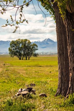 Soluk, sessiz bir gökyüzünün altında, geniş bir alanda tek başına duran bir ağaç tasarım için sakin ve minimalist bir zemin sunuyor. Dikey pankartlar ve metin kaplamaları için ideal.