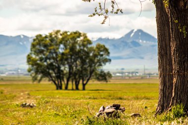 Yalnız bir ağaç, yumuşak ışığın altında sakin bir çayırda duruyor. Yalnızlık ve sükuneti çağrıştırıyor. Yatay yerleşim geniş bir kopya alanı sunar, bu da onu pankartlar veya metin üstleri için ideal kılar.