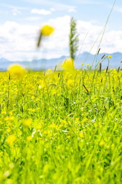 Bulanık sarı çiçekli canlı bir bahar çayırı, yumuşak ve rüya gibi bir atmosfer yaratıyor. Motivasyon ve doğa temalı arka planlar için mükemmel. Erzurum, Türkiye.
