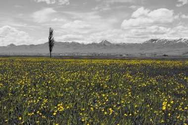 Türkiye 'nin Erzurum Ovası' ndan çarpıcı bir siyah-beyaz manzara, yenilenme ve esnekliği sembolize eden canlı sarı çiçekler. Dünya Günü içeriği için mükemmel.