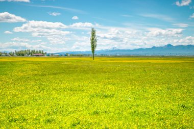 Türkiye 'nin Erzurum Ovası' nın canlı bir bahar manzarası, yemyeşil alanlar ve açık mavi bir gökyüzü. Dünya Günü temaları ve çevre farkındalığı projeleri için ideal.