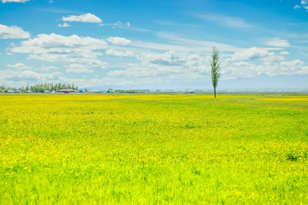 Türkiye 'nin Erzurum Ovası' nda sarı çiçeklerle dolu, parlak, geniş bir bahar çayırı. Dünya Günü ve çevre temaları için sakin, doğa odaklı bir görsel mükemmellik.