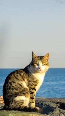 Huzurlu bir kedi, arka planda engin bir deniz bulunan kayalık sahilde huzur içinde oturur. Duvar kâğıdı ya da tefekkür tasarımı için sakin ve rahatlatıcı bir kompozisyon yaratır.. 