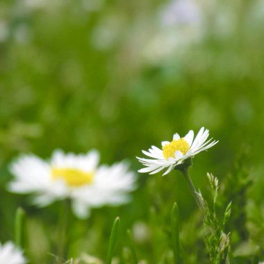 Canlı yeşil çimenlerde açan tek bir papatyanın detaylı yakın çekimi, saflığı, barışı ve doğanın güzelliğini temsil ediyor, dingin bir atmosfer için yumuşak bokeh ile.