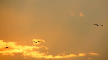 Gün batımında canlı turuncu ve altın bir gökyüzünde süzülen kuşların siluetleri minimalist ama dramatik ve sakin bir atmosfer yaratıyor.