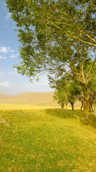 Спокойная осенняя сцена в Анатолии с золотой степью, яркими деревьями и чистым небом, отражающая красоту сельской жизни и гармонию природных сезонов