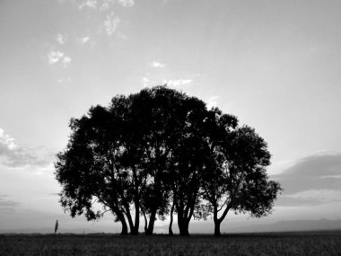 Siluetli ağaçlar büyüleyici bir siyah-beyaz kompozisyon yaratır, dramatik bir alacakaranlık manzarasında yalnızlığı, gizemi ve zamansız zarafeti çağrıştırır.