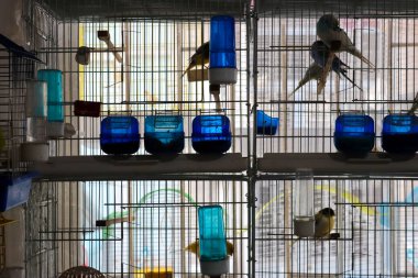 Bir evcil hayvan dükkanında renkli kafeslenmiş kuşlar esaret ve özgürlük temalarını çağrıştırıyor, yapay duvarlar ve doğal ortamlar arasındaki zıtlığı vurguluyor.. 