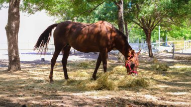 Ağaç gölgesinde otlayan bir atın yer aldığı sakin bir çiftlik sahnesi, ahengi ve insanlarla hayvanlar arasındaki doğal bağı çağrıştırıyor.. 