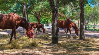 Atların ağaç gölgesinde otladığı sakin bir çiftlik sahnesi sükunet, birlik ve hayvanlarla doğa arasındaki bağlantıyı çağrıştırıyor.. 