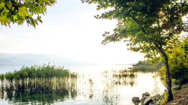 Sapanca Gölü 'nün sakin ve ruhani manzarası, uzun sazlıklar, suda yumuşak yansımalar ve dingin sahneyi çerçeveleyen canlı yeşil ağaçlar..