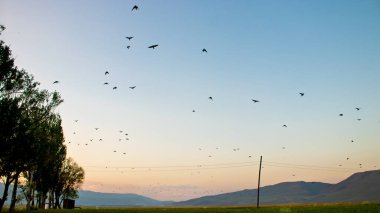 Türkiye 'nin Erzurum kentinin kırsalında yakalanan barış ve vedayı sembolize eden canlı bir günbatımının arkaplanına doğru eve doğru uçan kuşların sakin bir görüntüsü.