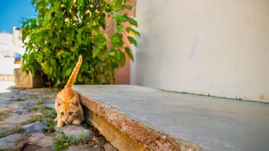 Zencefilli bir kedi, yeşil ve dingin mimari ile çevrili rahat bir köy ortamında, kaldırım taşı yoldan gizlice geçer. Edremit, Balikesir 'in cazibesini yakalamak için mükemmeldir.. 