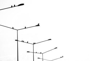 Kuşların minimalist ve dramatik siyah-beyaz bir fotoğrafı sokak lambalarına tünemiş, sakinliği, yalnızlığı ve doğadaki basit, sakin anların güzelliğini sembolize ediyor.