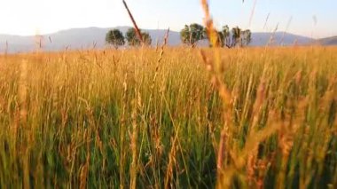 Uçsuz bucaksız bir arazide uzun altın çimenler arasında hareket eden sahne özgürlüğü, yalnızlığı ve içsel bir yolculuğu sembolize eder. Güzelliği derin duygularla harmanlayan bir doğa..