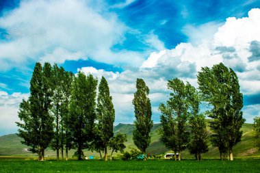 Türkiye 'nin Erzurum kentinde, canlı ama karamsar bir gökyüzü altında bir sıra uzun ağaç sallanıyor. Sahne, kırsal bahar havasının hareketini, gerginliğini ve zarafetini yakalıyor..