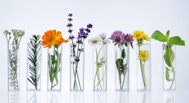 Test tubes with herbs on white background. Herbal medicine concept. Herbal medicine research.
