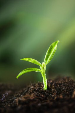 Young plant growing in a ground with sunlight. Environmental conservation and ecology concept. World Earth Day background. 