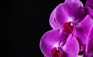 Blooming pink orchid on black background. Phalaenopsis orchid flower twig.