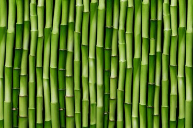 Bambu kökleri arka plandadır. Yeşil bambu bir sırada filizleniyor. Bambu çit duvar kağıdı.