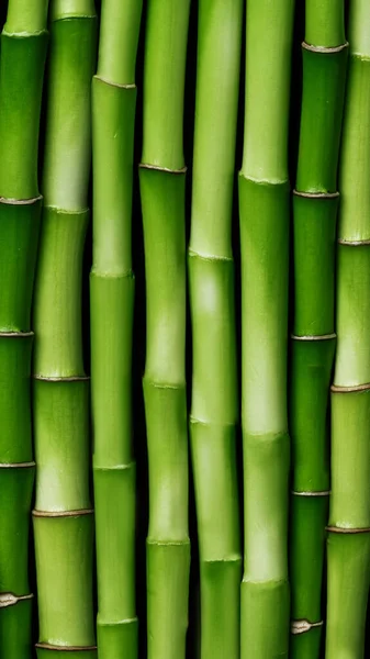 Bamboo Stems Background Green Bamboo Shoots Row Bamboo Fence Wallpaper — Stock Photo, Image