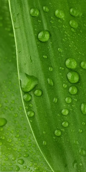 Krásný Zelený List Kapkami Vody Detailní Záběr Dešťové Kapky Makro — Stock fotografie