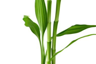 Bambu dalları beyaz arka planda izole edilmiş. Bambu filizleri ve bambu yaprakları..