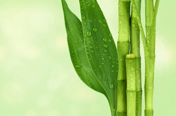 Ветви Бамбука Светло Зеленом Фоне Копировальным Пространством Бамбуковые Сапоги Листья — стоковое фото