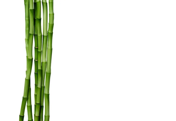 Bambusové Větve Izolované Bílém Pozadí Bambusové Výhonky Bambusovými Listy Pro — Stock fotografie