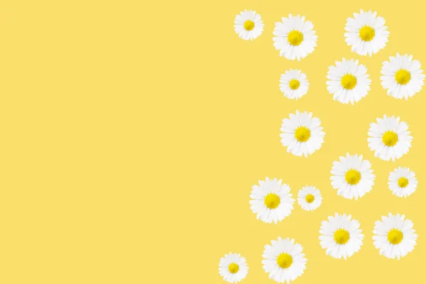黄色背景的白色洋甘菊花 药用植物具有复制空间的洋甘菊花背景 — 图库照片
