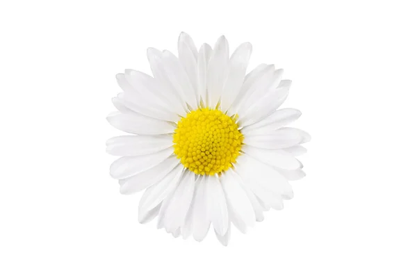 Flor Camomila Branca Isolada Sobre Fundo Branco Flor Margarida Planta — Fotografia de Stock