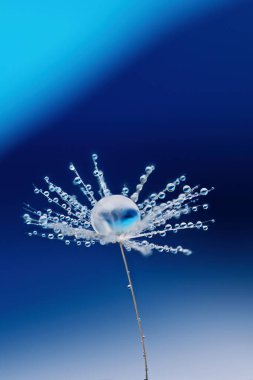 Mavi arka planda çiğ suyu damlası olan karahindiba tohumu. Tüylü karahindiba tohumu, güzel yağmur damlası, yumuşak seçici odak. Yağmur damlalı karahindiba tohumu..