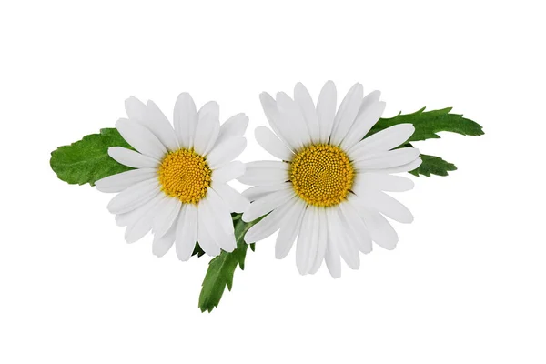 Biały Kwiat Rumianku Liściem Rumianku Białym Tle Kwiat Daisy Roślina — Zdjęcie stockowe