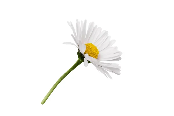 White Chamomile Flower Isolated White Background Daisy Flower Medical Plant — Stock Photo, Image