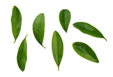 Beyaz arka planda taze yeşil yapraklar. Tasarım için bir element olarak soyut yaprak.