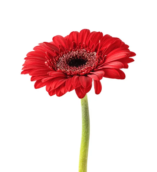 Красный Цветок Гербера Изолирован Белом Фоне Gerbera Цветочная Голова Вашего — стоковое фото