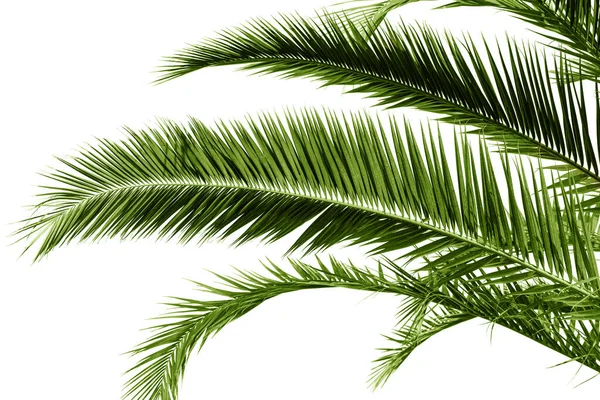 Листья Пальмы Изолированы Белом Фоне Ветка Пальмы Дизайна — стоковое фото