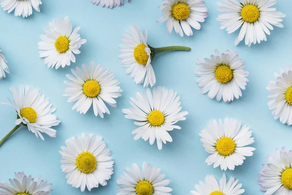 Μοτίβο Χαμομηλιού Μπλε Φόντο Πάνω Όψη Νταίζη Μοτίβο Λουλουδιών Floral Royalty Free Φωτογραφίες Αρχείου