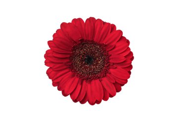 Kırmızı gerbera çiçeği beyaz arka planda izole edilmiş. Tasarımınız için Gerbera çiçek başı.