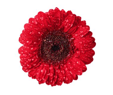 Beyaz arka planda su damlaları olan kırmızı gerbera çiçeği kafası. Tasarım için dee ile Gerbera çiçeği.