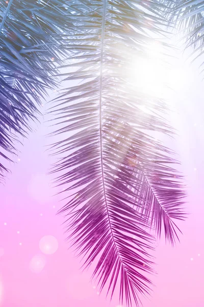 Coconut palms leaf over purple sky at sunset. Picturesque palm tree leaf wallpaper.